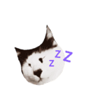 ねこ表情系スタンプ（個別スタンプ：5）