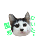 ねこ表情系スタンプ（個別スタンプ：12）