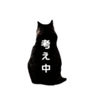 ねこ表情系スタンプ（個別スタンプ：13）