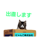 ねこ表情系スタンプ（個別スタンプ：14）