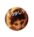 ねこ表情系スタンプ（個別スタンプ：15）
