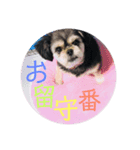 犬/翔太郎/しょーちゃん（個別スタンプ：3）