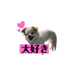 チロくんの面白スタンプ（個別スタンプ：1）
