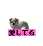 チロくんの面白スタンプ（個別スタンプ：2）