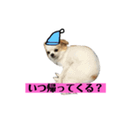 チロくんの面白スタンプ（個別スタンプ：4）