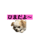 チロくんの面白スタンプ（個別スタンプ：5）