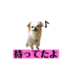 チロくんの面白スタンプ（個別スタンプ：6）