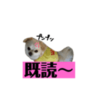 チロくんの面白スタンプ（個別スタンプ：9）