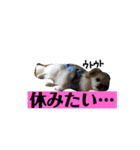 チロくんの面白スタンプ（個別スタンプ：10）