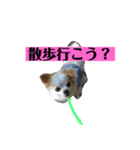 チロくんの面白スタンプ（個別スタンプ：11）