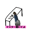 チロくんの面白スタンプ（個別スタンプ：12）