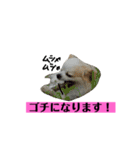 チロくんの面白スタンプ（個別スタンプ：14）