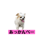 チロくんの面白スタンプ（個別スタンプ：17）