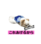 チロくんの面白スタンプ（個別スタンプ：20）