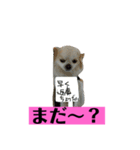 チロくんの面白スタンプ（個別スタンプ：23）