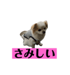 チロくんの面白スタンプ（個別スタンプ：24）