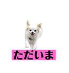 チロくんの面白スタンプ（個別スタンプ：27）