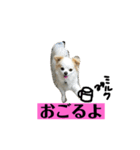 チロくんの面白スタンプ（個別スタンプ：28）