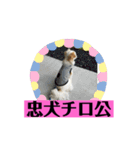 チロくんの面白スタンプ（個別スタンプ：29）