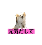 チロくんの面白スタンプ（個別スタンプ：30）
