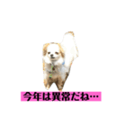 チロくんの面白スタンプ（個別スタンプ：31）