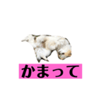 チロくんの面白スタンプ（個別スタンプ：32）