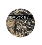 ヒソヒソ（個別スタンプ：8）