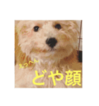 Raimuという名の犬（個別スタンプ：1）