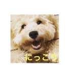 Raimuという名の犬（個別スタンプ：2）