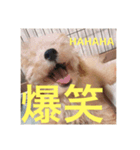 Raimuという名の犬（個別スタンプ：3）