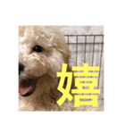 Raimuという名の犬（個別スタンプ：4）