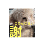 Raimuという名の犬（個別スタンプ：5）