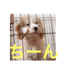 Raimuという名の犬（個別スタンプ：6）