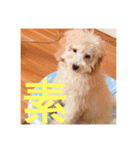 Raimuという名の犬（個別スタンプ：7）