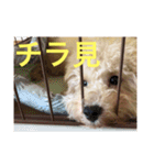 Raimuという名の犬（個別スタンプ：8）