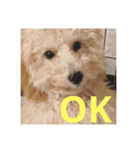 Raimuという名の犬（個別スタンプ：9）