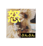 Raimuという名の犬（個別スタンプ：10）