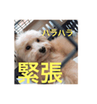 Raimuという名の犬（個別スタンプ：11）