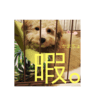 Raimuという名の犬（個別スタンプ：12）