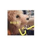 Raimuという名の犬（個別スタンプ：13）