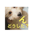 Raimuという名の犬（個別スタンプ：14）