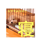 Raimuという名の犬（個別スタンプ：15）