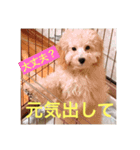 Raimuという名の犬（個別スタンプ：16）
