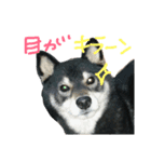 クオ2（個別スタンプ：4）