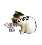 猫ねこネコな毎日（個別スタンプ：2）