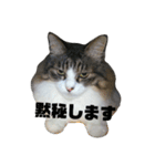 猫ねこネコな毎日（個別スタンプ：3）