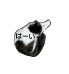 猫ねこネコな毎日（個別スタンプ：5）