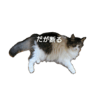 猫ねこネコな毎日（個別スタンプ：6）