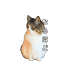 猫ねこネコな毎日（個別スタンプ：7）