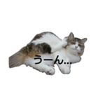 猫ねこネコな毎日（個別スタンプ：10）